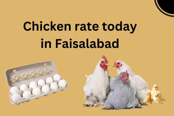 chicken rate today Faisalabad