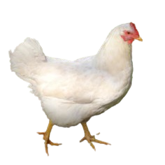 Broiler chicken 