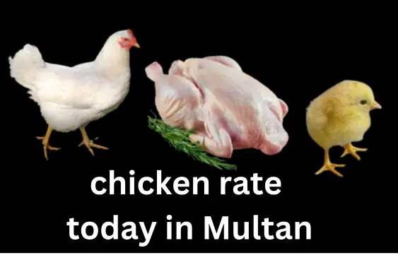 chicken rate today in Multan